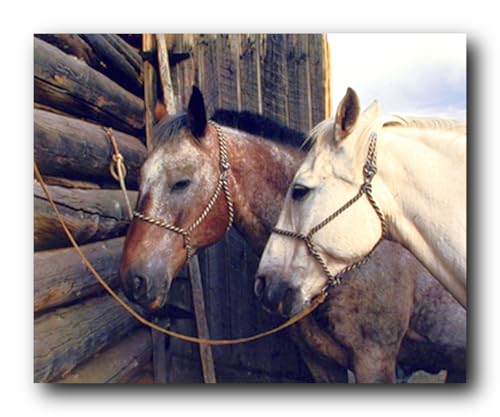 Horses Hitched Wild Animal Room Wall Decor Art Print Poster (16x20)