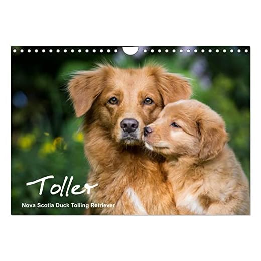 Toller - Nova Scotia Duck Tolling Retriever (Wandkalender 2026 DIN A4 quer), CALVENDO Monatskalender