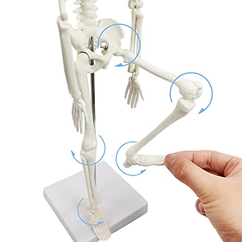 Hadwyn 2024 New Hadwyn Scientific Human Body Model For Anatomy,Human Skeleton Model,Full Body 17.7 Inch High With Movable Arms And Legs Bones Structures,Whole Spine And Ribs Of The Skeleton Model Are Integrated thumb #5