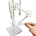 HADWYN Full Body 17.7“ High Human Body Skeleton Model for Anatomy,Human Skeleton Model, with Movable Arms and Legs Bones Structures,Whole Spine and Ribs of The Skeleton Model are Integrated