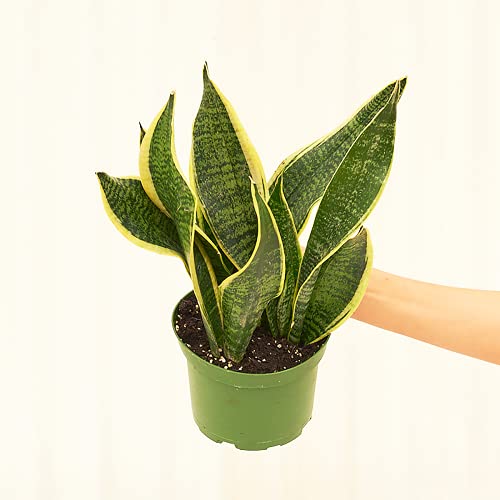 Snake Plant - Sansevieria Laurentii | Live, Easy To Grow, And Low Light Houseplant (6-Inch Pot) #TOP1