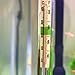 Qsvbeeqj Aquarium Accurate Thermometer Easy-to-Read Fish Tank Thermometers Sucking Cup Monitors Terrarium Temperature Meter Aquarium Thermometer