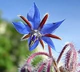Borage Borago officinalis 10 Flowering Herb Blue Flower Fresh seeds