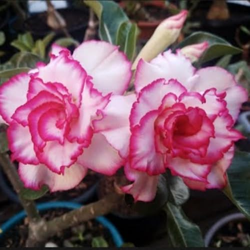 NVNJHJN.Bulbo rosa del desierto.Adenium obesum planta.Rosa del desierto planta natural.Flores perennes resistentes.-1 bulbos-C