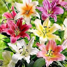 oriental lily flower bulbs, Highgermination (Pack of 5)