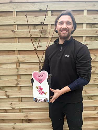 Prunus serrulata 'Kanzan' | Dwarf Flowering Cherry Blossom Tree | 100-120cm