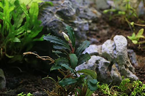 Substratesource Bucephalandra Red Cherry Live Aquarium Plant - Natural Freshwater Fish Tank Decorations, Aquatic Decor (Plant (6-10 Leaves)) #TOP1