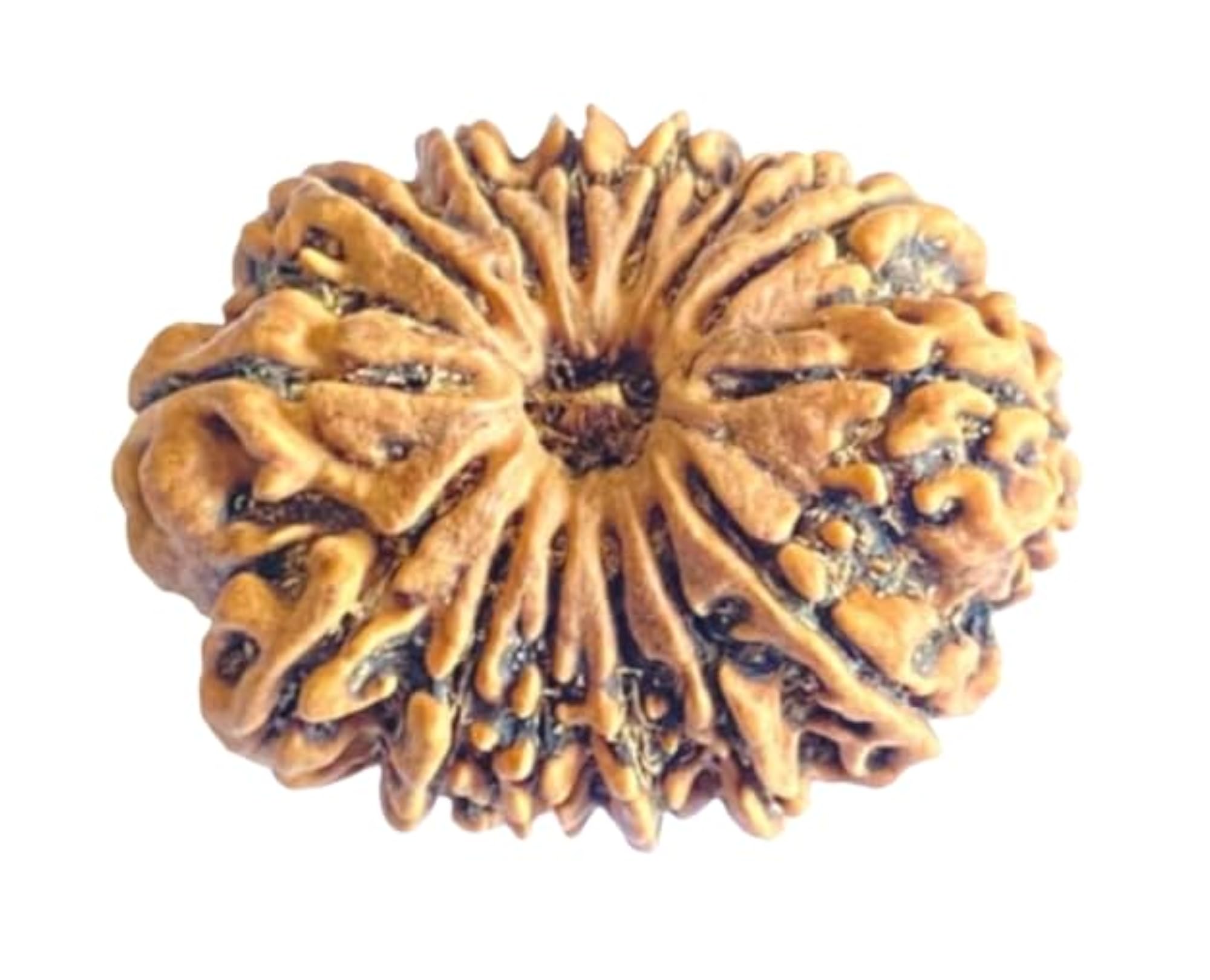 Original 15 Mukhi Rudraksha Bead from Nepal, Certified