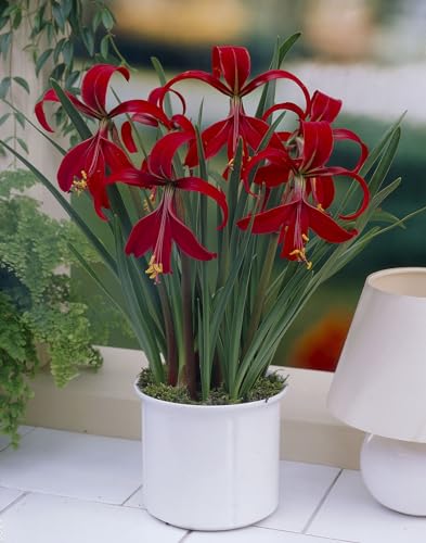 3 X Sprekelia Formosissima - Giglio Degli Aztechi - Mini Hippeastrum - Bulbi Di Alta Qualità (3)