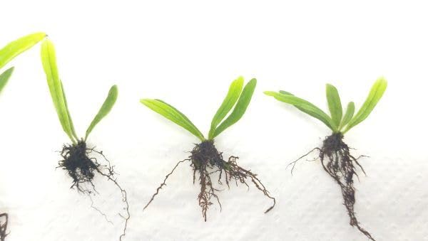 Amazon.co.jp: ノキシノブ（極小サイズ）（シダ植物） パルダリウム