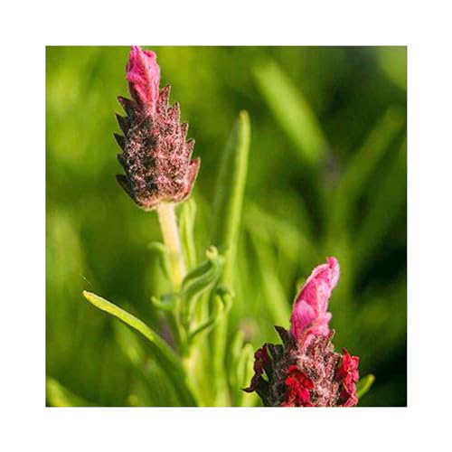 Lavender Kew Red - 3 Established Perennial Herb Plants, Start Your Sensory Garden Today. Sensory Lavender Grow Your own Lavende