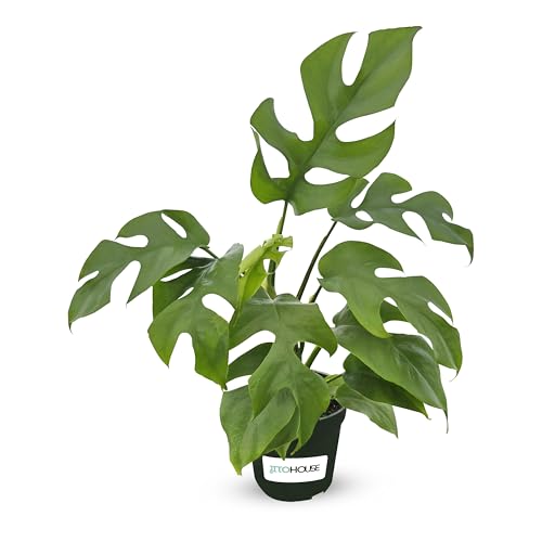 Mini Monstera 'Ginny' Live House Plant in 4" Pot –