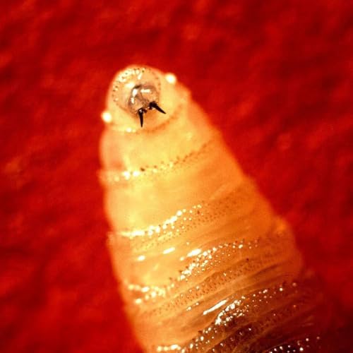 Standards - Screwworm Prevention