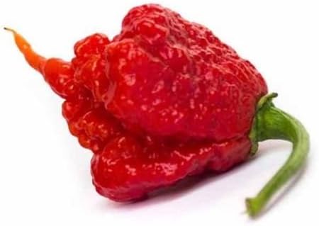 Carolina Reapers HP22B pepper 10 seeds Guinness world's hottest pepper CombSH
