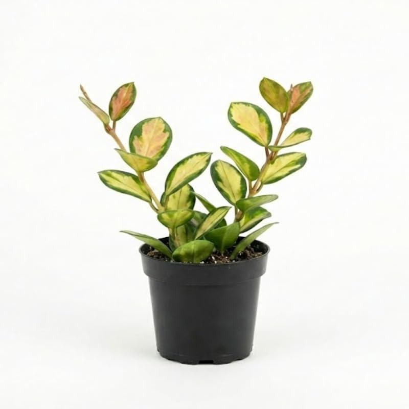 Hoya Plants Live Houseplants, Hoya Australis in 4 Inch Pot, Potted Wax Plant Vine, Fragrant Indoor Ivy for Home and Office Décor