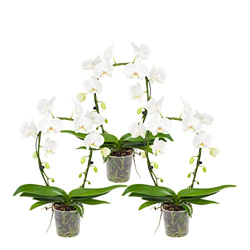 Choice of Green - White Orchid Mirror Miracle - Butterfly Orchid - Set of 3 Pieces - Live Indoor Plant in Growers Pot Diameter 12 cm - Height 60 cm - Quality from Holland - Fresh from The Grower