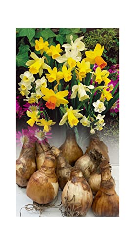 100 Mixed Miniature Daffodil/Narcissus Bulbs Hardy Dwarf Spring Garden Perennial : - by GARTHWAITE NURSERIESÂ® : - UK Stockist