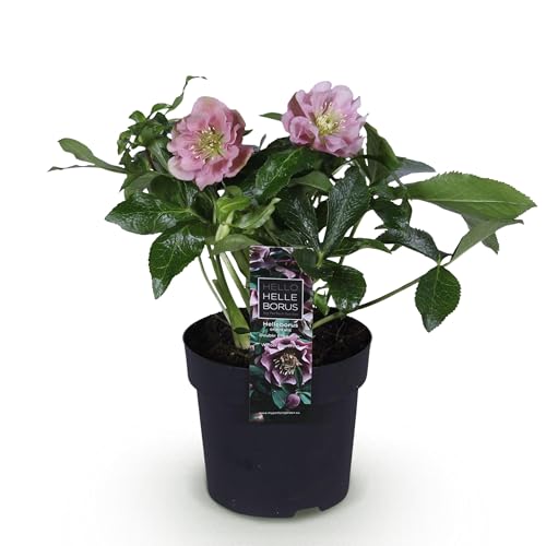 GreenboutiQ - Gartenpflanze - Christrose - Helleborus orientalis Double Ellen Pink - Rosa Blüte - 1 Pflanze - Immergrün - Topf 14cm Höhe 35cm