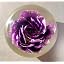 Purple Carnation