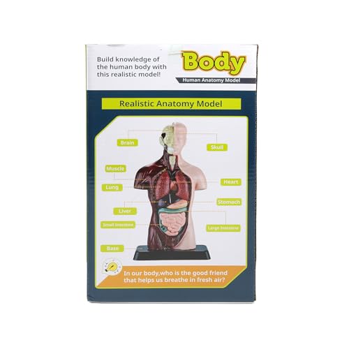 Image of Human Body Model Removable Anatomy Human Model 6 Pcs Removable 9.65 inchs for Students and Medical Education Display