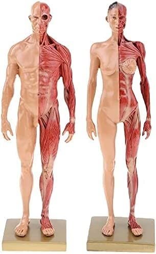 人体模型 AnatomyTools Female1:6Proportional figv2 AnatomyTools