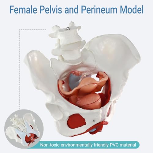Image of Female Pelvic Floor Muscle Anatomy Model - 6-Part Human Pelvis Model with Removable Uterus, Vagina, Ovaries, Bladder, Rectum - Medical Anatomical Model for Study & Display
