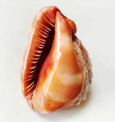 Lacmopyle Natural Helmet Shell