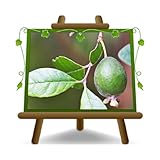 Feijoa injertado autofértil - plantas frutales antiguas en maceta 20 - árbol max 90 cm – 4 años cultivo Italia