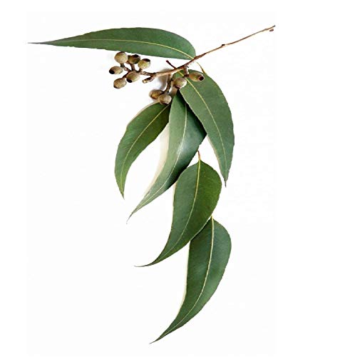 Image of Premium Eucalyptus oil - 100 ML