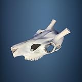  Hi Life Living Nature 478SKU Rothirsch Schdel, geweih, trophae, abwurfstangen, Durchmesser 30mm