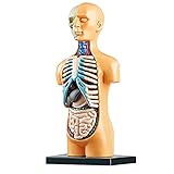 ➤ [Entdecken Sie den menschlichen Körper] - mit diesem menschlichen Körperbaumodell kann Ihr Kind mit Hilfe eines Plastikmodells leicht den Aufbau und den Aufbau des Körpers sowie die inneren Organe anschaulich lernen.