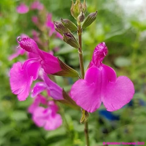 Salvia ‘Lalarsha’- Salvia That is Ready to Plant Out- Comes Back Every Year (Hardy) - Flowers from Summer to Autumn- Loved by Bees (Middleton Nurseries) (P9(9cm Pot)) Cover