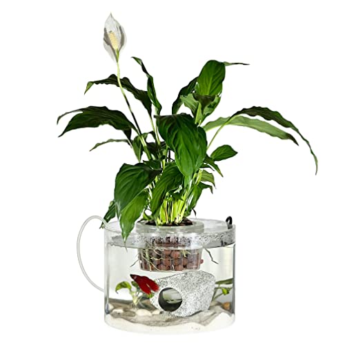 Peace Lily Betta Fish Bowl Does It Work? Animals Log