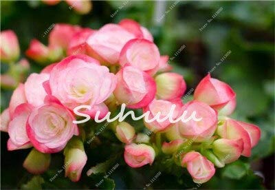 11 : 100 Pcs Bonsai Begonia Seeds Hybrida Voss Lanterns Flowers Begonia Malus Spectabilis Chinese Decorative Bonsai Garden Flowers