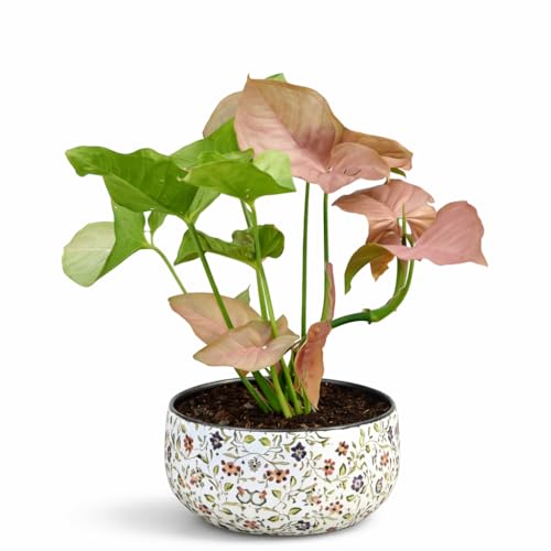 Image of Amulya Farms Indoor Plants for Home | Syngonium Pink Live Plant in Premium Floral Print Metal Pot | Air Purifying Plants for Home Decor, Living Room and Office Decoration