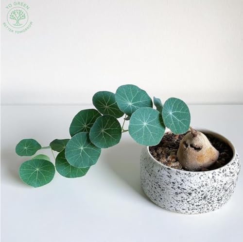 Image of Yo Green Lucky Stephania Erecta Plant (Coin Leaf) for Living Room and Outdoor - Healthy Indoor Feng Shui Plant, Low Maintenance, Air Purifying, Home Decor (Stephania Erecta Bulb)