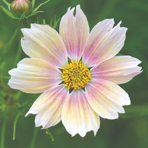 Cosmos Apricot Lemonade 1 Packet x 40 Seeds by Suttons