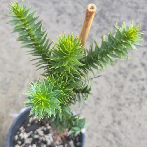 planta de araucaria - semillas plantas y hierbas para jardín plantas balcón, plantas en maceta resistentes Planta de maceta, plantas jardín, perenne resistente 120pcs