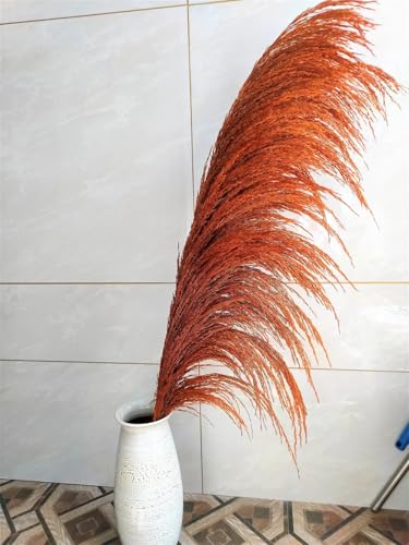 Pampas Grass Grande Natural 80-120cm 12 unidades miniatura 3