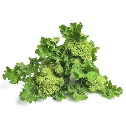 La zappa Semi di cima di Rapa Novantina cima grossa piante per orto e giardino