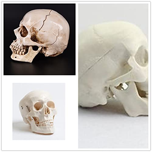 ifundom Halloween Crânios Em Tamanho Natural Modelo Crânio Humano 1: 1 Humano Adulto Modelo de Cabeç