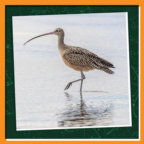 Walking to Raise Awareness for Curlews Podcast Por arte de portada