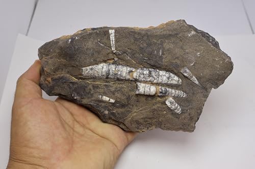 Image of Natural Orthoceras Fossil Plate from Devonian Period Fossil from Morocco A308