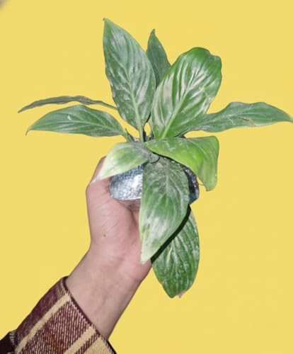Image of Peace Lily Combo Plant | Live Indoor Flowering Spathiphyllum | Air Purifying Houseplant for Home and Office | Low Maintenance Decorative Plant for Gifting With Pot (PEACE LILY)