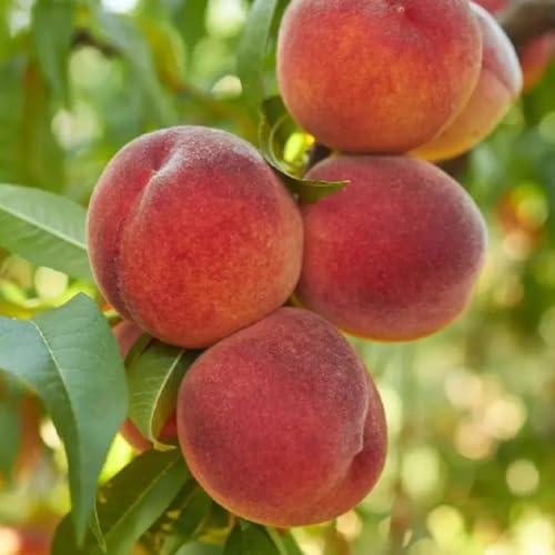 PLANT KRITI Grafted Peach Live Fruit Plant | Aadu Tree with Pot | Hybrid Peach Grafted Fruit Plant for Home Garden, Terrace, Balcony & Outdoor Farming | Healthy Sapling for High Yield – Pack of 1
