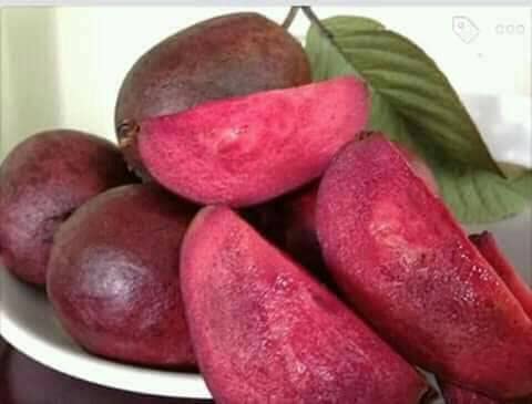 Topmahir Rare Live Black Guava Fresh Fruit Plant (Grafted) (B09TFPV88Z) Amazon Price History, Amazon Price Tracker