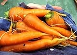 Möhre Muscade Carrot - nordafrikanische Karotte 200+ Samen - Seeds R 137