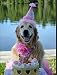 Lsdakoop Malowanie według liczb Golden retriever pies tort urodzinowy, "zrób to sam", malowanie cyfrowe według liczb, nowoczesna sztuka ścienna, obraz na płótnie, prezent dla dzieci do kultury mieszkania