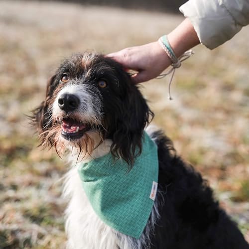 Pettsie Hundehalstuch mit Halsband und Freundschaftsarmband, Verstellbare Größen S, M, und L, Abnehmbares Bandana Tuch, Attraktive Verpackung, Hundeliebhaber, L, Grün