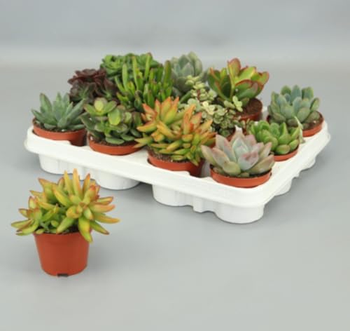 Pack de 12 Plantas Crasa, Mix de suculentas variadas, altura de 16 cm en maceta de 8,5 cm. Suculentas con hojas gruesas que almacenan agua, ideales para climas secos. Segura Garden.